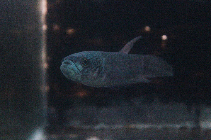 Bulungan betta (Betta sp. 'antuta') - PCBA