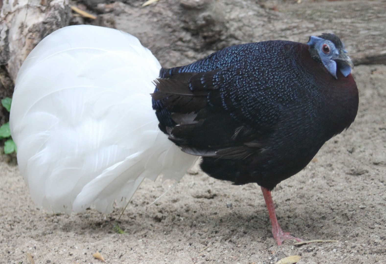 Bulwer pheasant - male