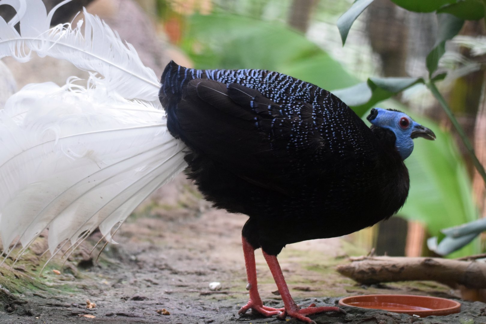 Bulwer´s pheasant, 19.10.2019