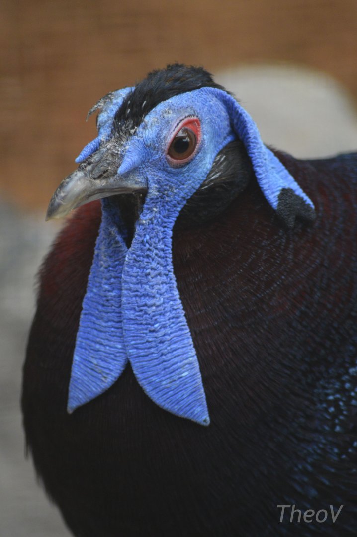 Bulwer's pheasant [2018]