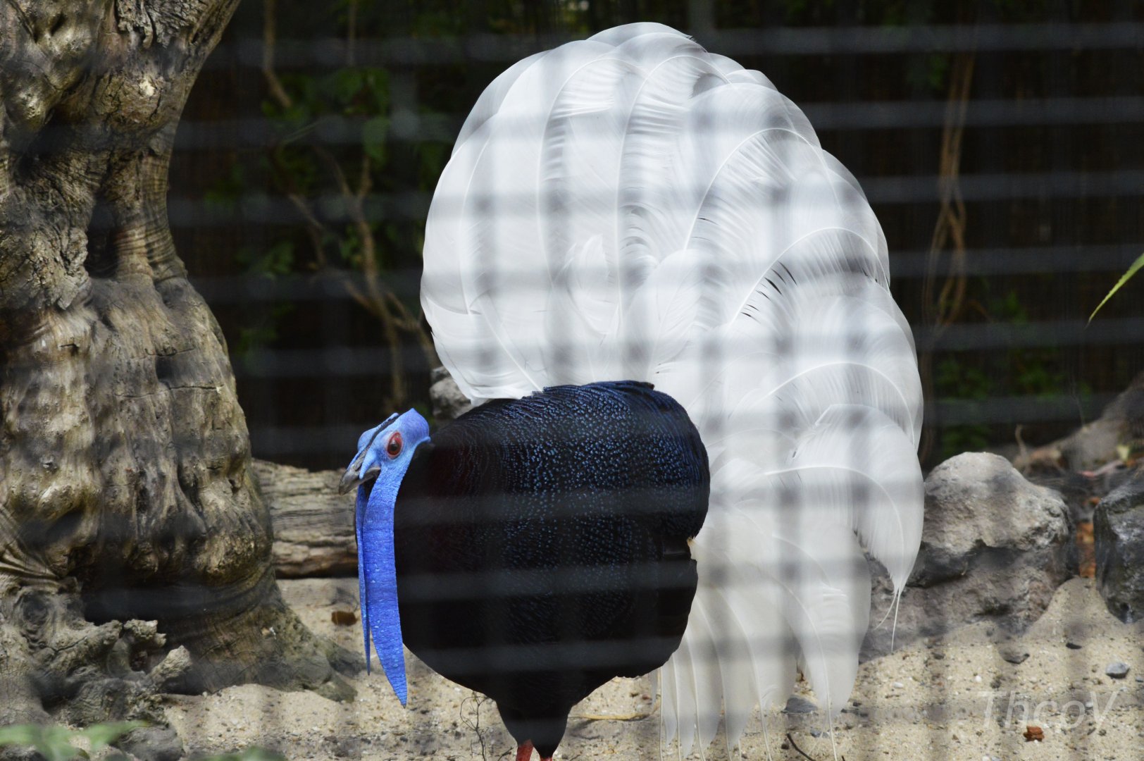 Bulwer's pheasant [2018]