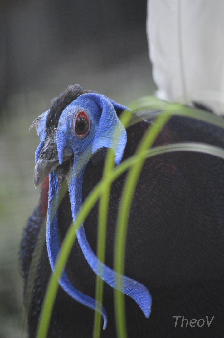 Bulwer's pheasant [2018]
