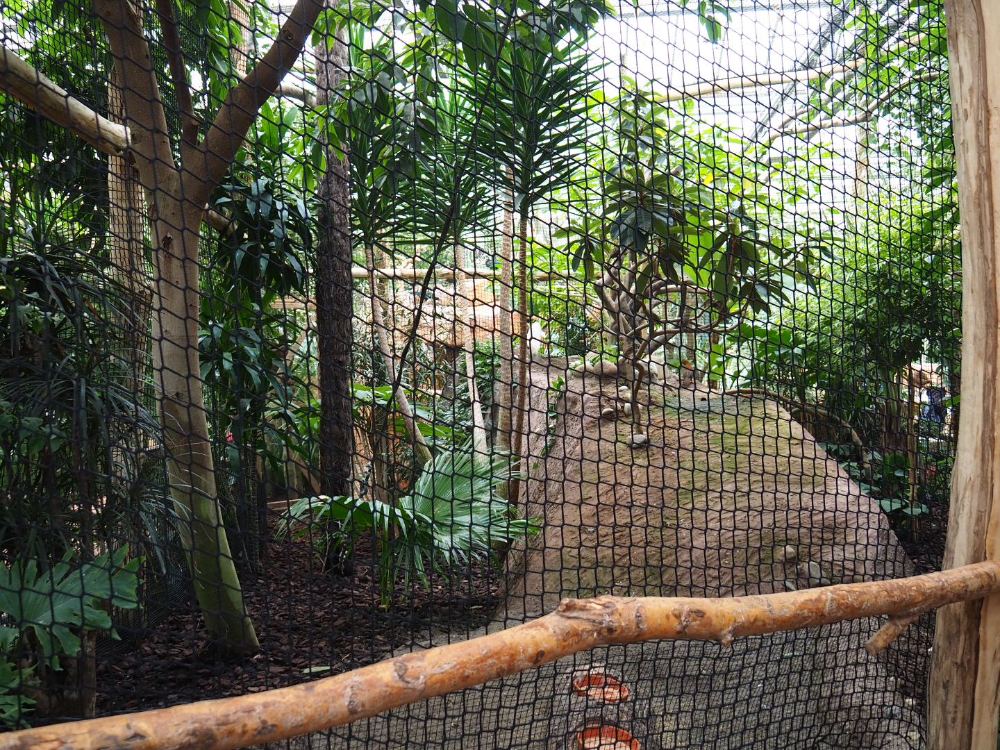 Bulwer's pheasant and Andean cock-of-the-rock, 2019-10-05