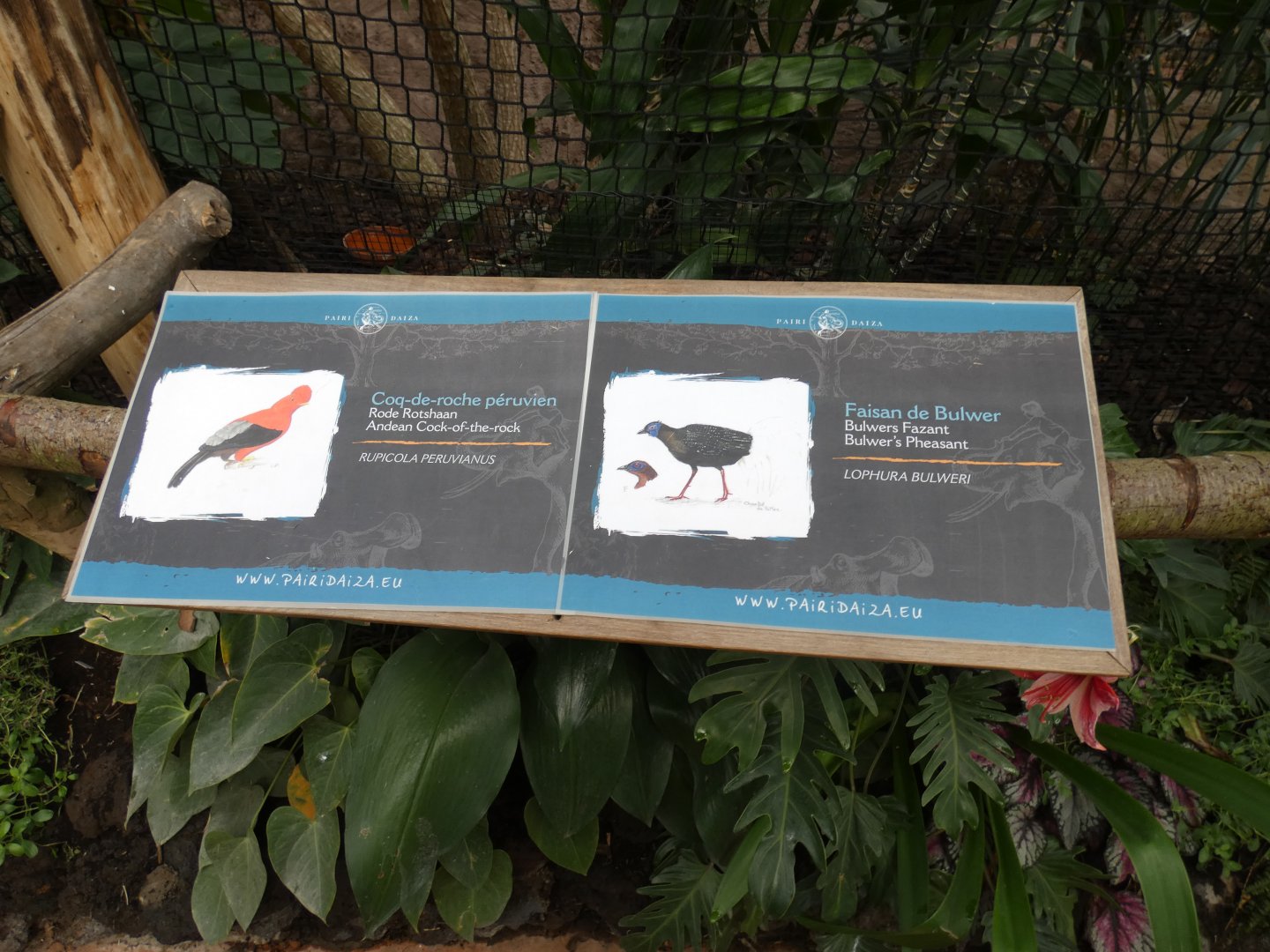 Bulwer's Pheasant and Andean Cock-of-the-rock signage