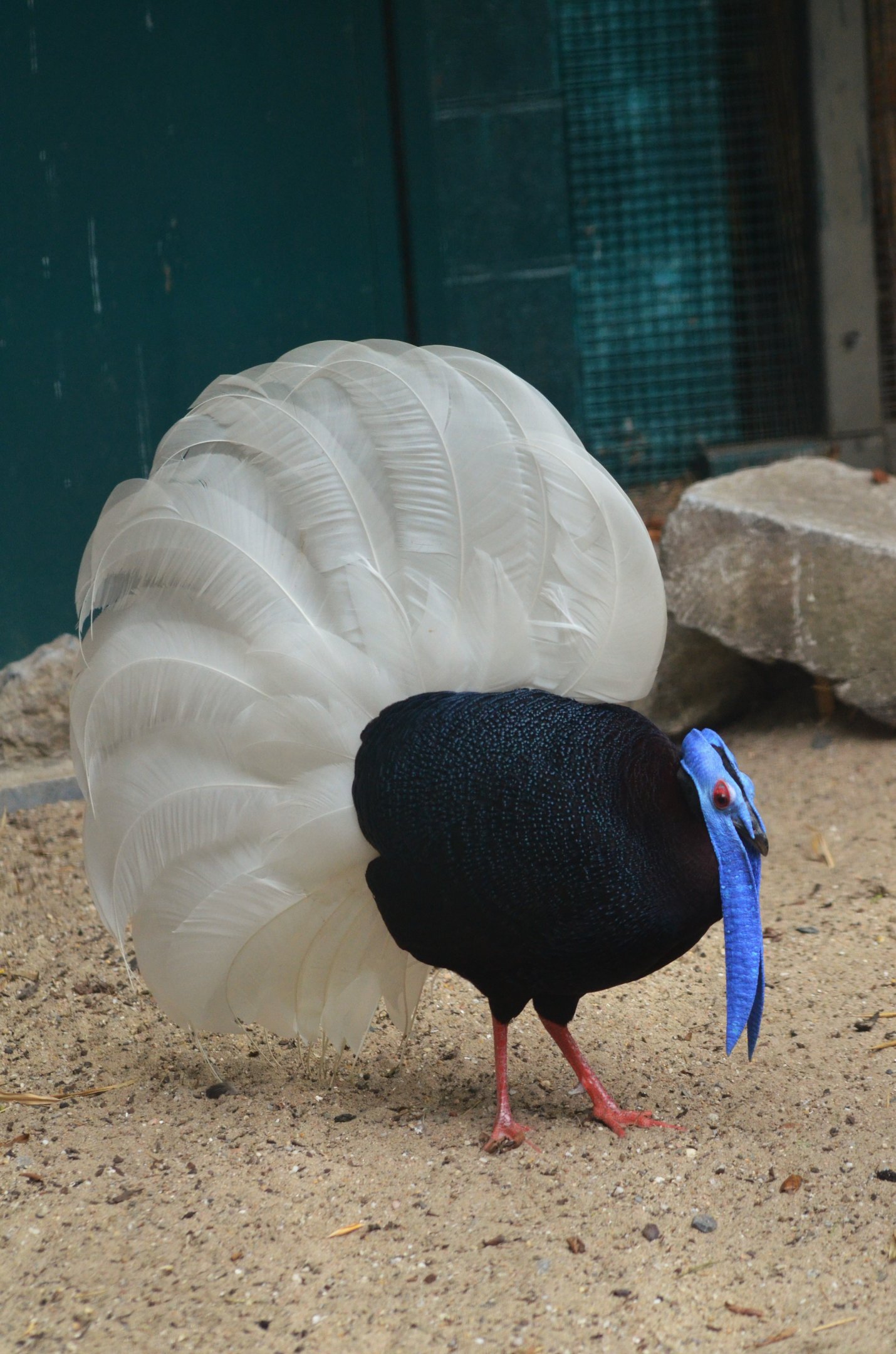 Bulwer's Pheasant at Pairi Daiza, 10/09/18