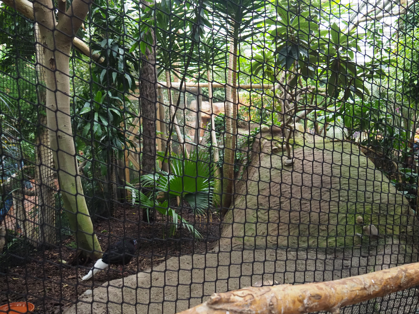 Bulwer's pheasant aviary, 2020-09-03