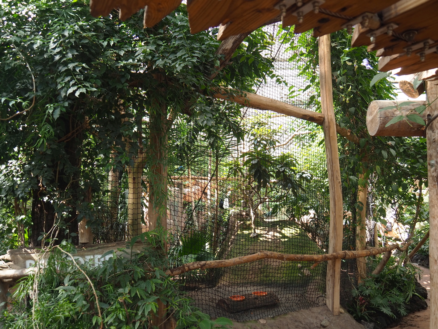 Bulwer's pheasant aviary, 2021-09-03