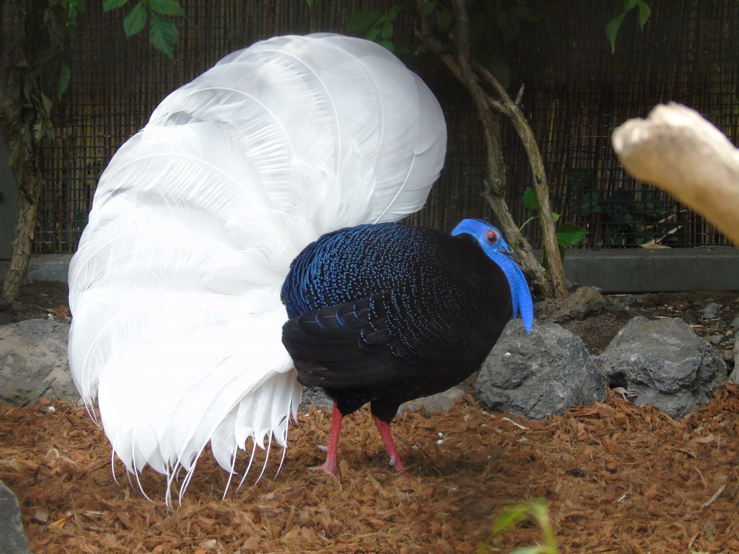 Bulwer's pheasant - July 2018