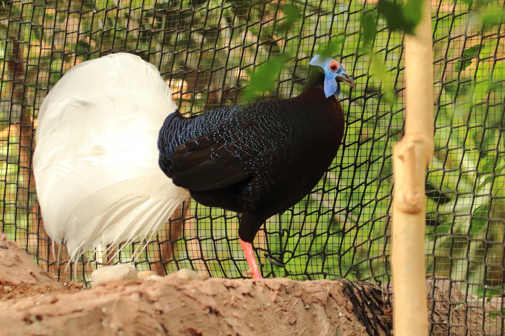 Bulwer's pheasant (July 2020)