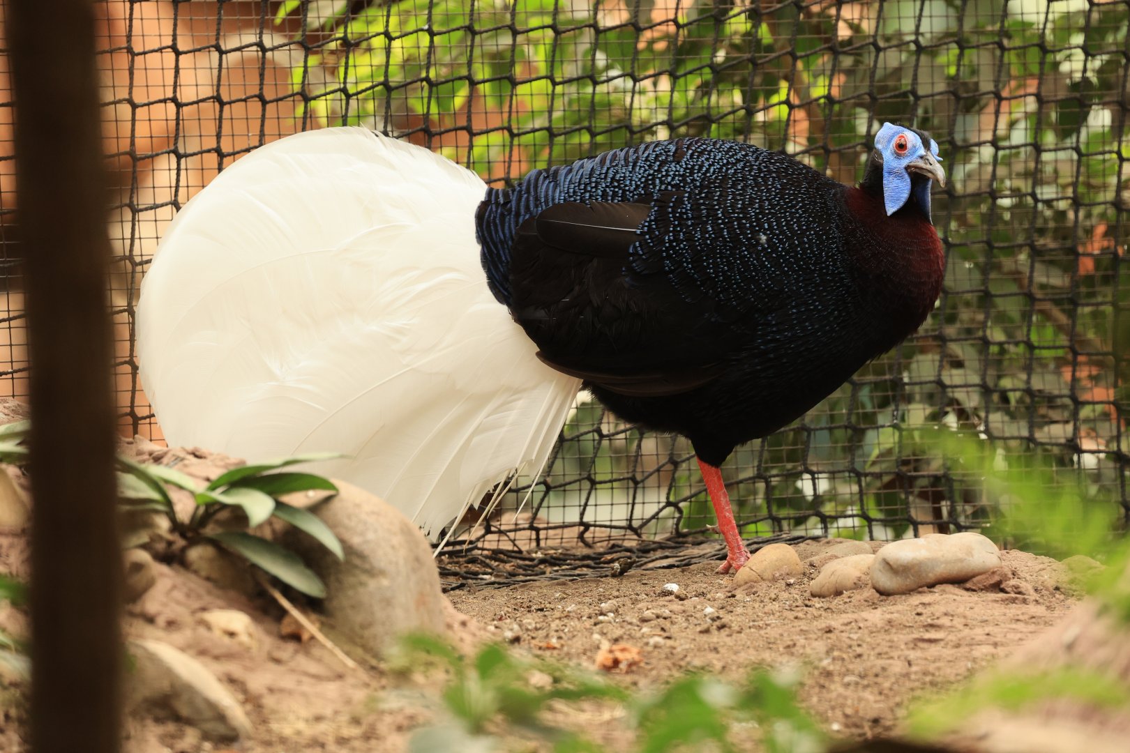 Bulwer's pheasant (July 2021)