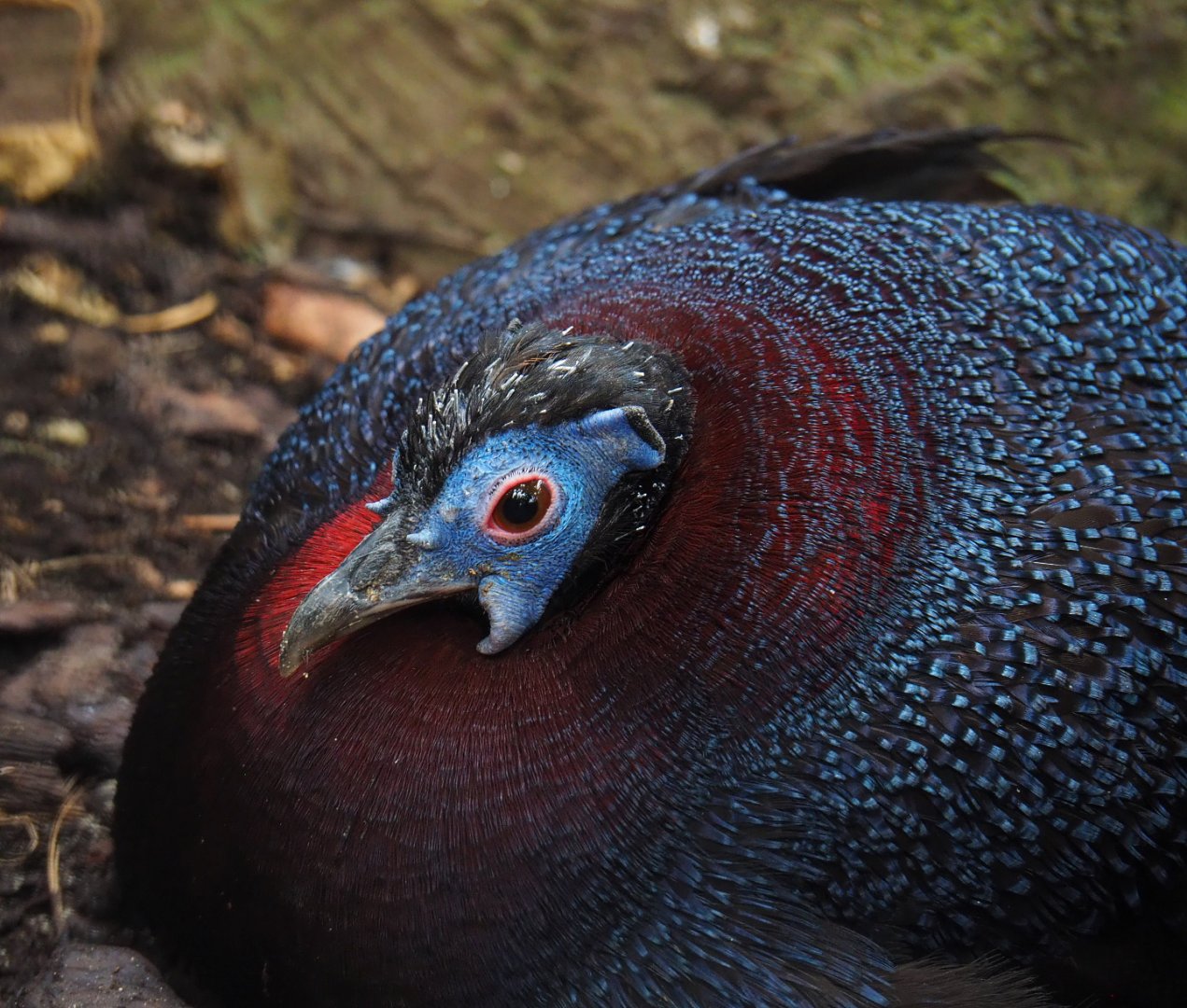 Bulwer's pheasant (Lophura bulweri), 2019-10-05