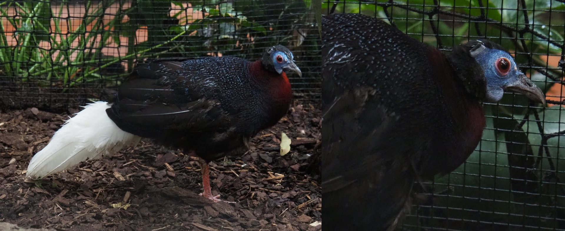Bulwer's pheasant (Lophura bulweri), 2020-09-03