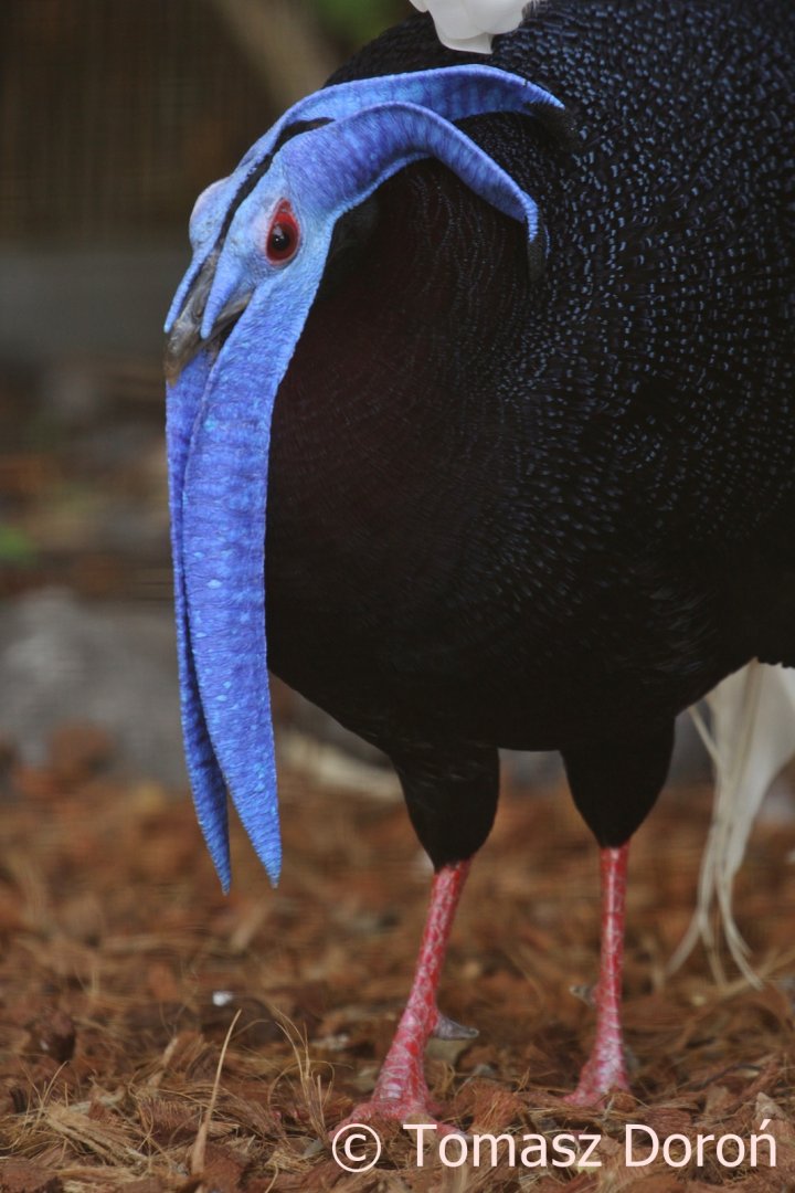 Bulwer's Pheasant (Lophura bulweri), August 2018