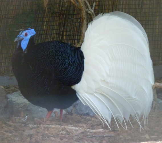 Bulwer's pheasant (Lophura bulweri) male