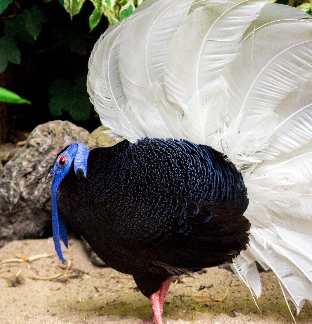 Bulwer's pheasant, Lophura bulweri