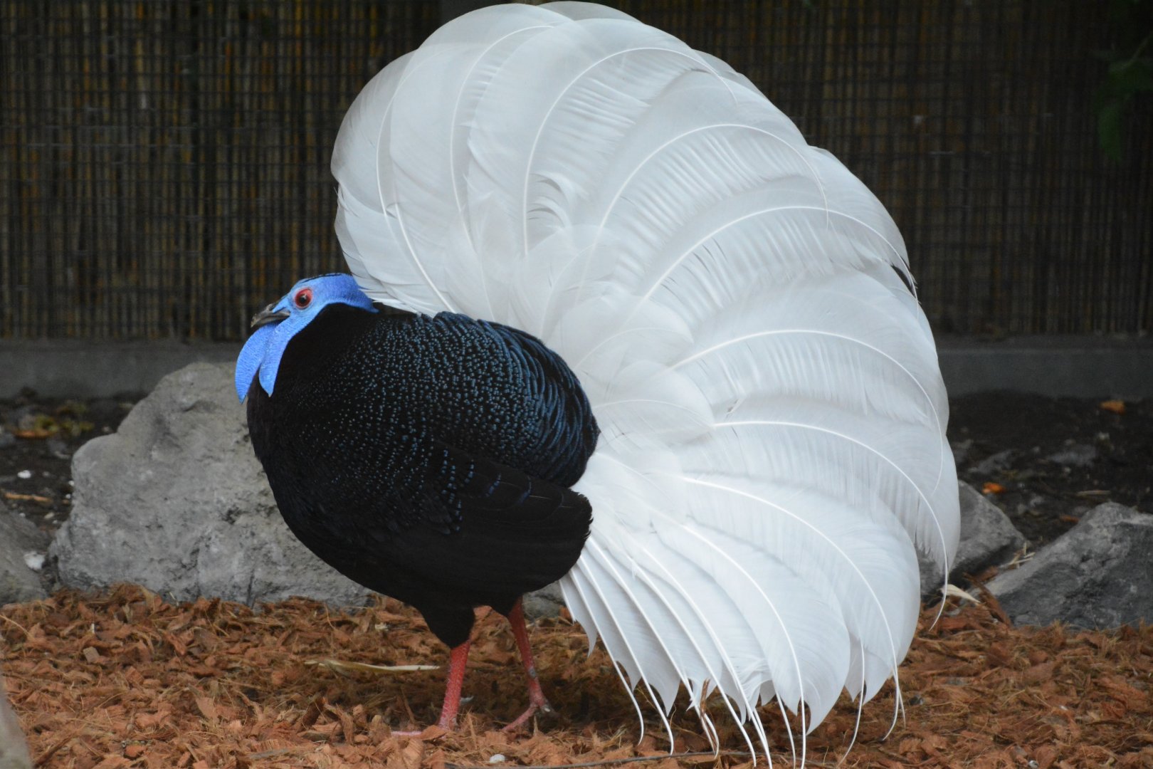 Bulwer's pheasant (Lophura bulweri)