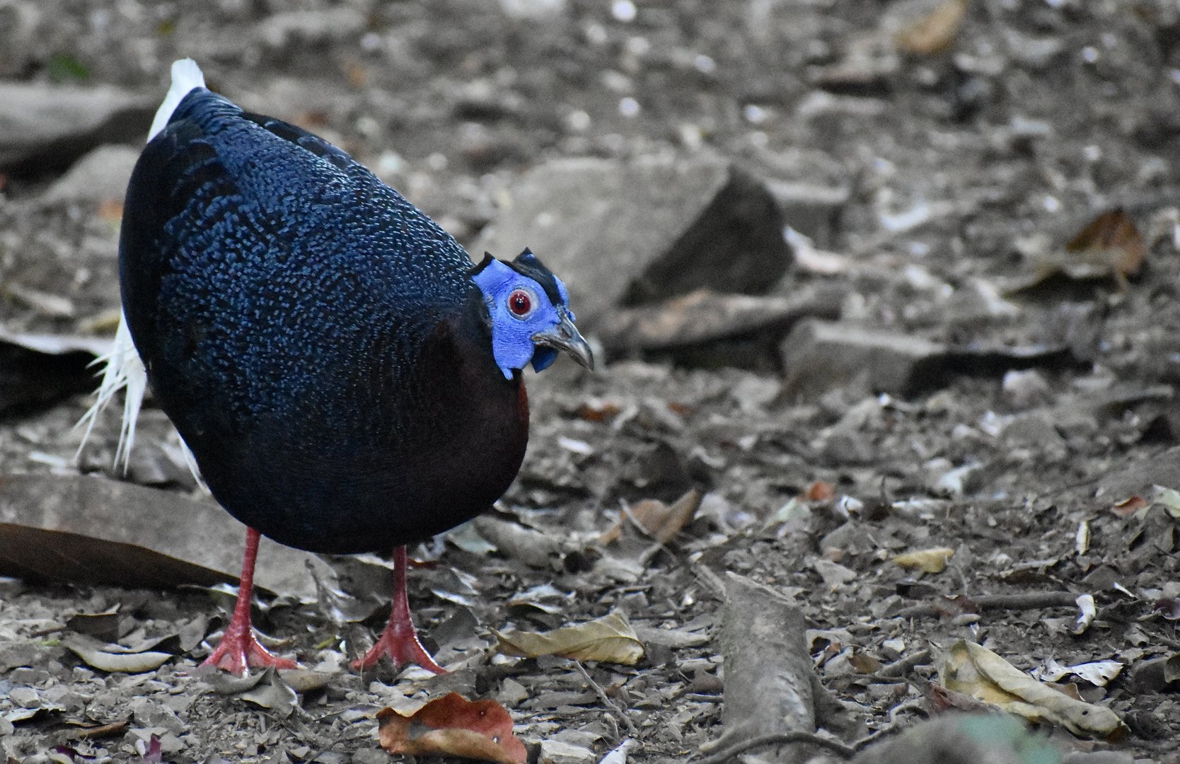 Bulwer's pheasant - (Trus Madi Conservation Area, Sabah)