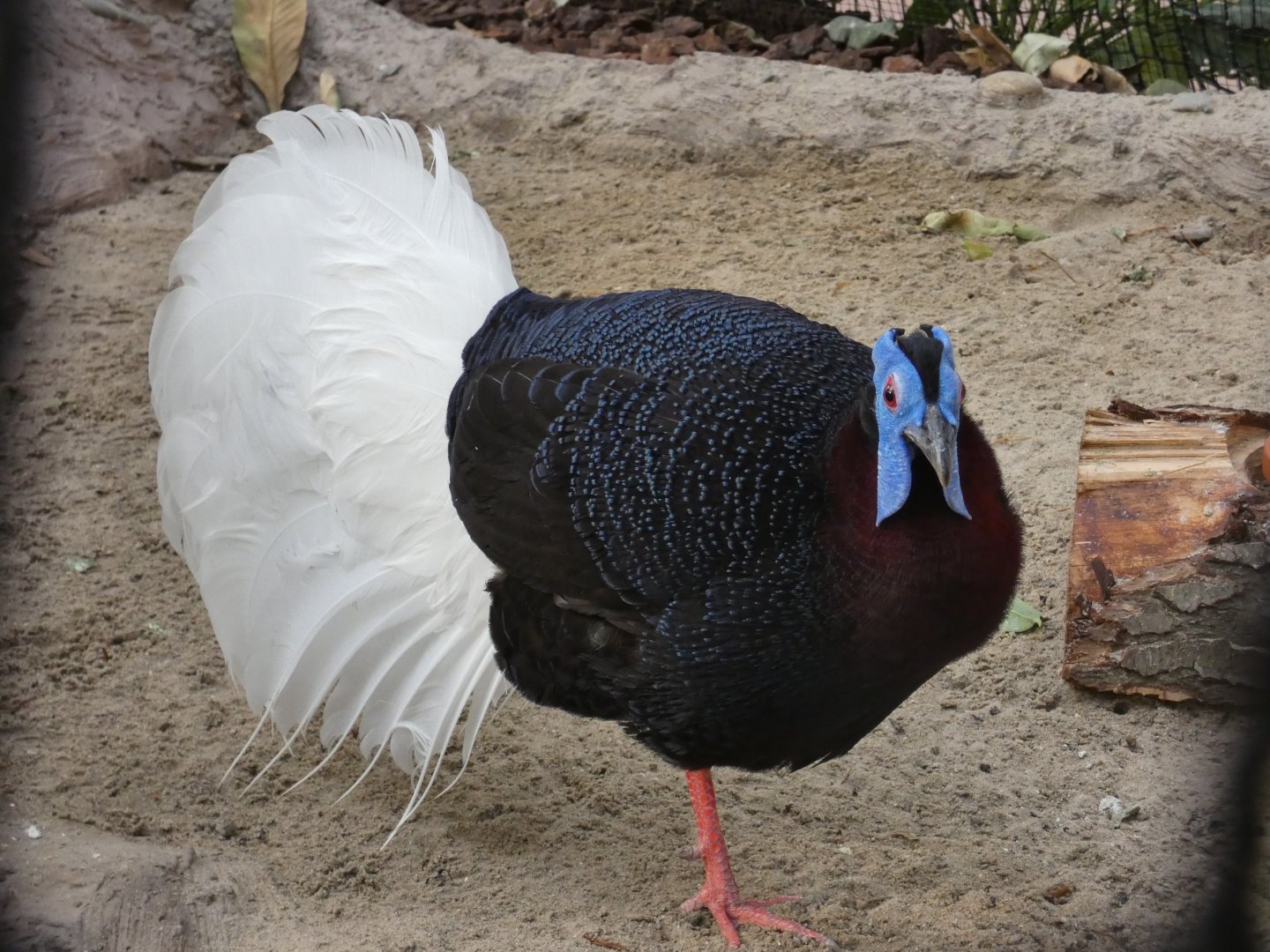 Bulwer's Pheasant