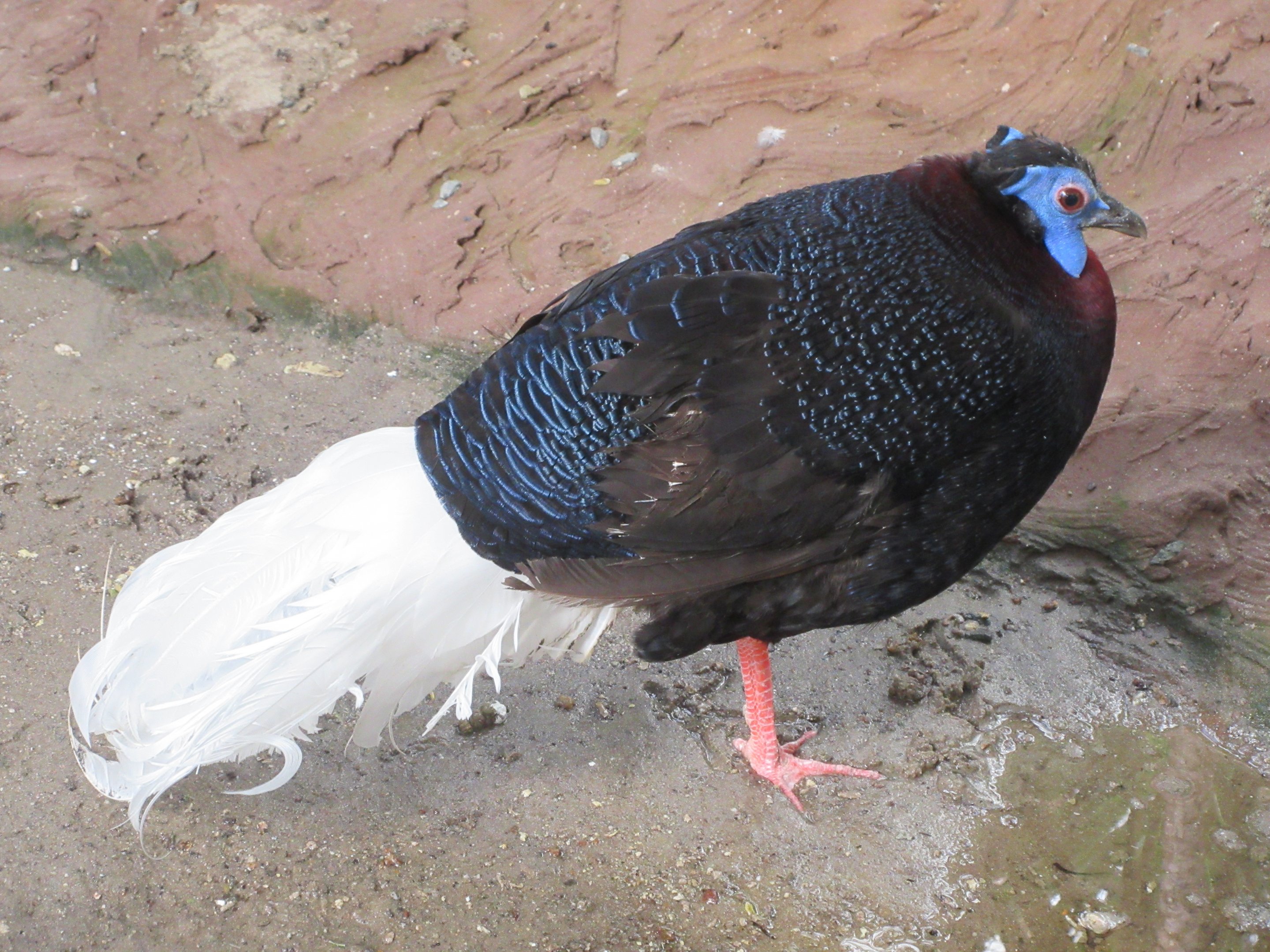 Bulwer's Pheasant
