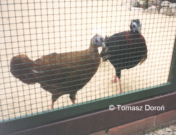 Bulwer's Pheasants (Lophura bulweri) June 2000