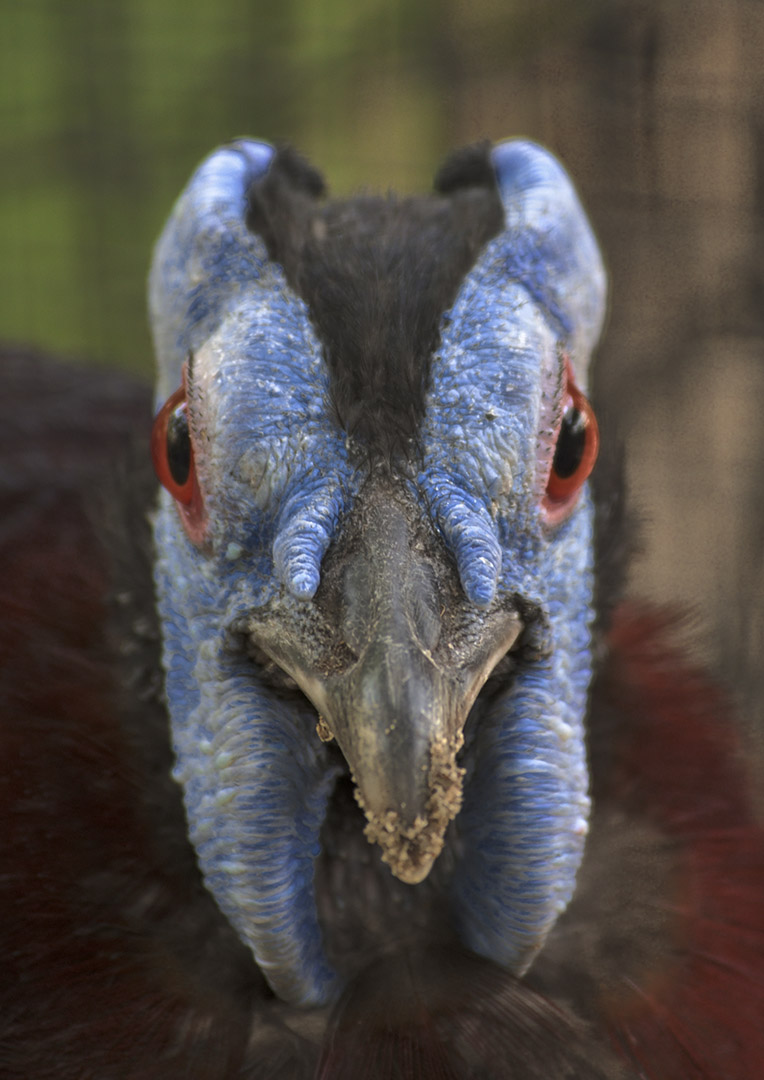 Bulwer's wattled pheasant