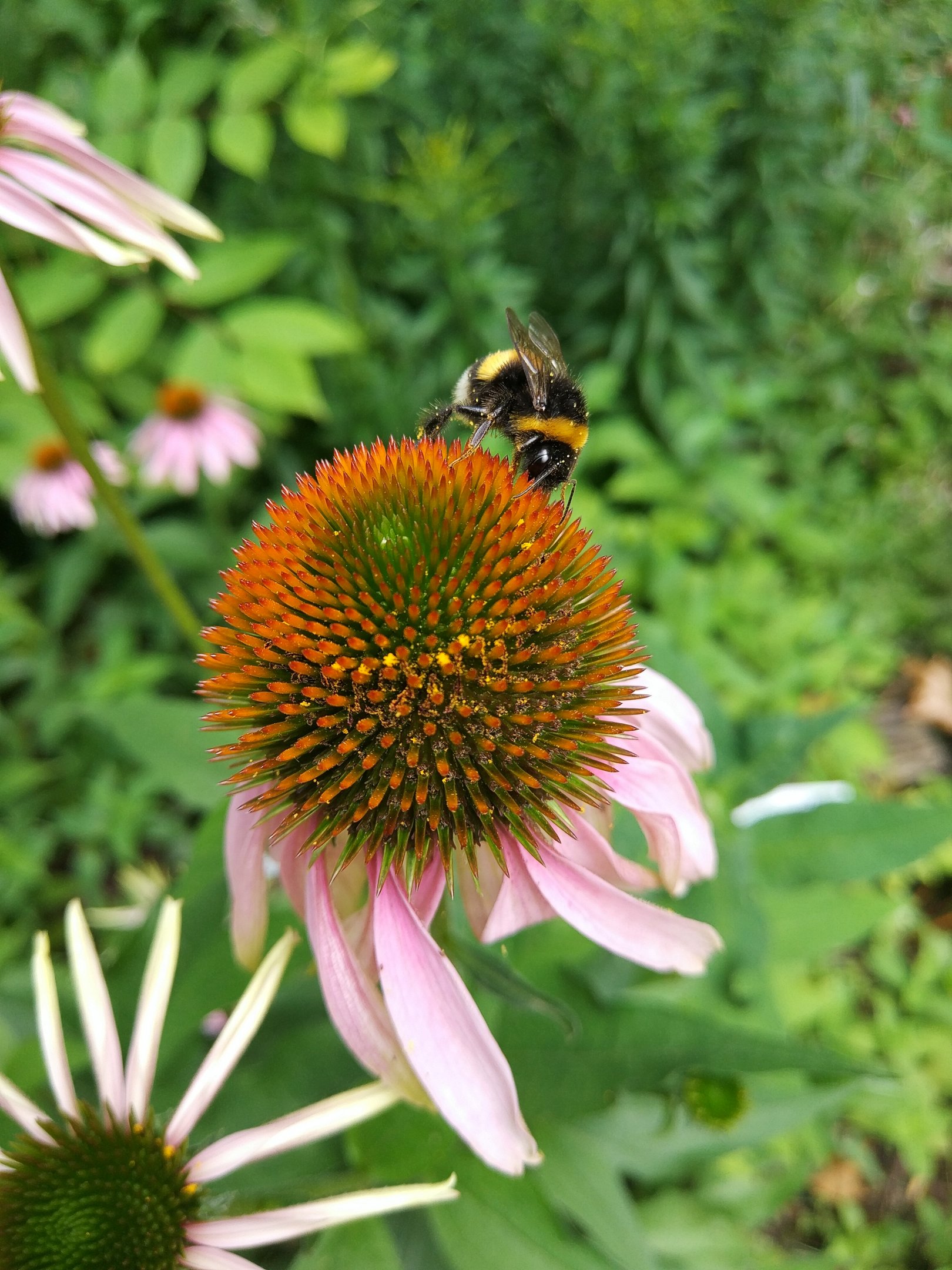Bumble Bee, Cologne Botanical Garden