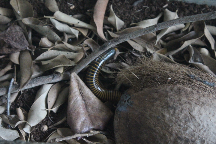 Bumble bee millipede (Anadenobolus monilicornis)