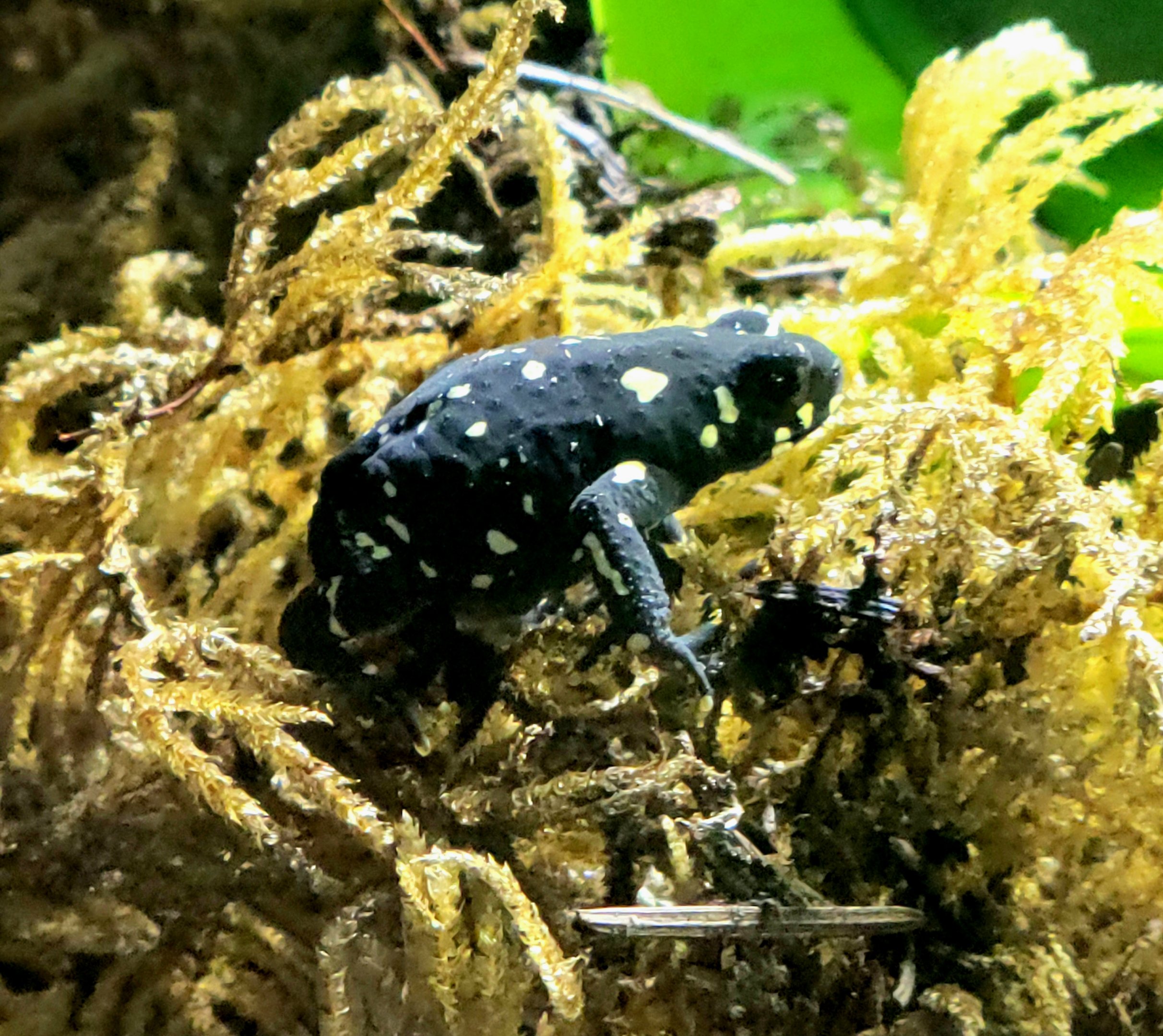 Bumble Bee Walking Toad  - Riverbanks Zoo
