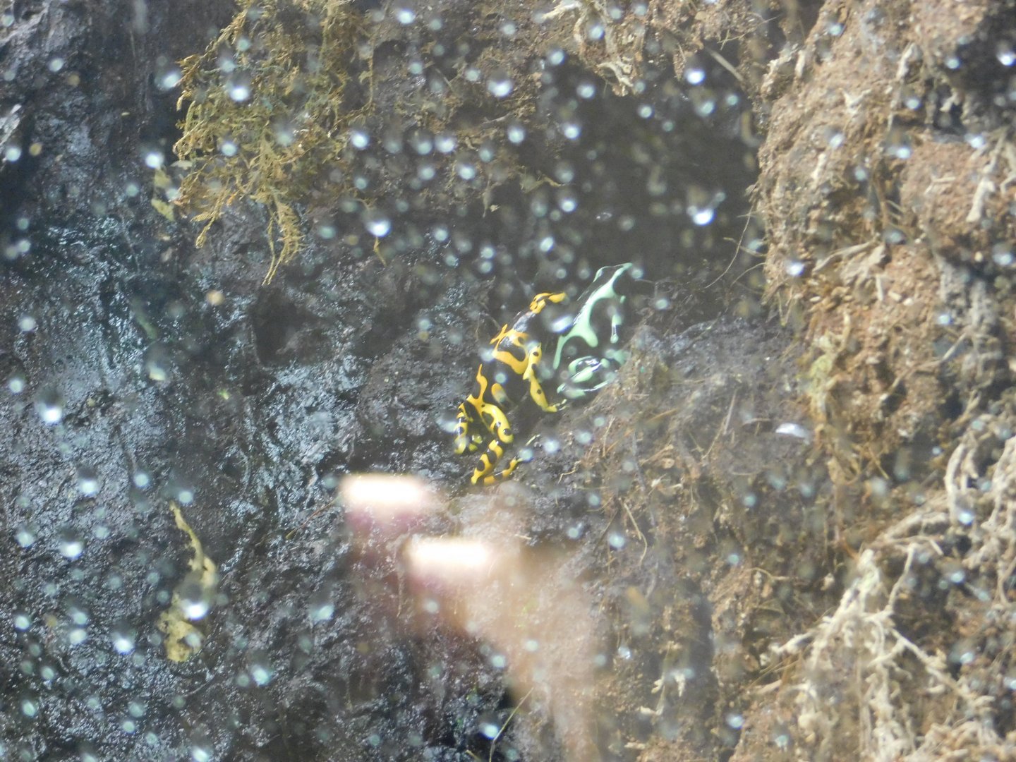 Bumblebee and Green and Black Dart Frogs