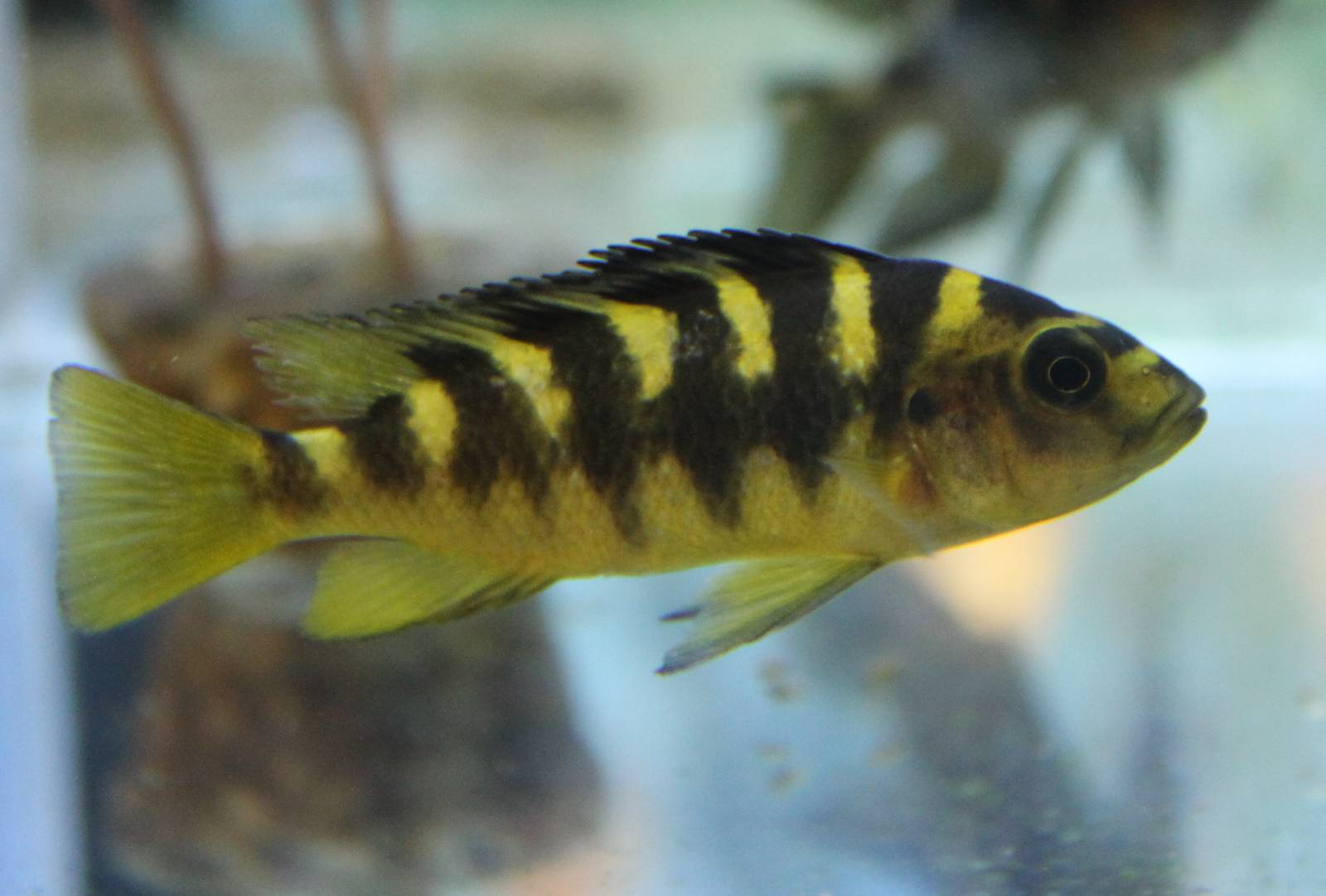 Bumblebee Cichlid (Pseudotropheus crabro)