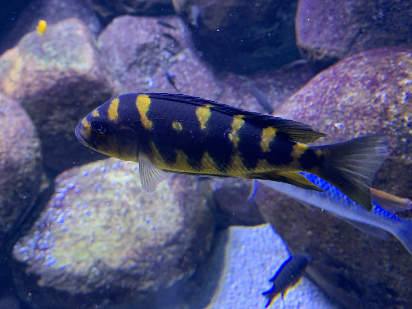 Bumblebee cichlid