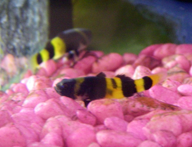 Bumblebee Gobies (Brachygobius doriae)