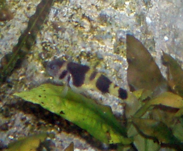 Bumblebee Goby (Brachygobius xanthozona)