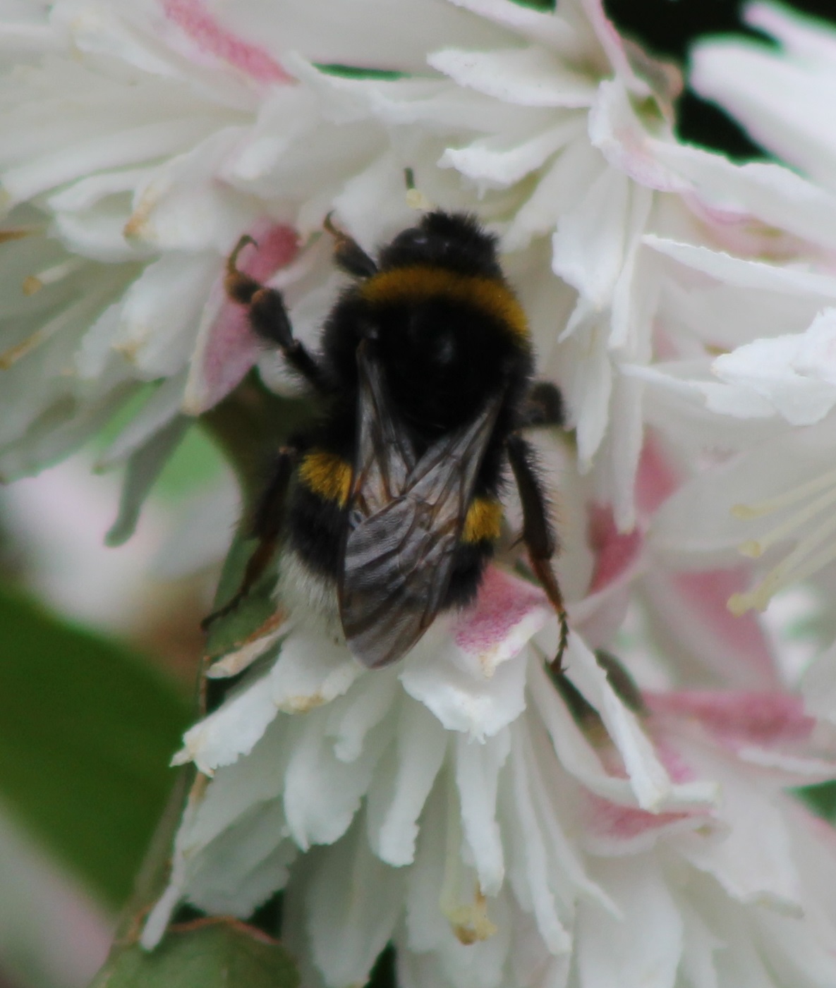 Bumblebee ID