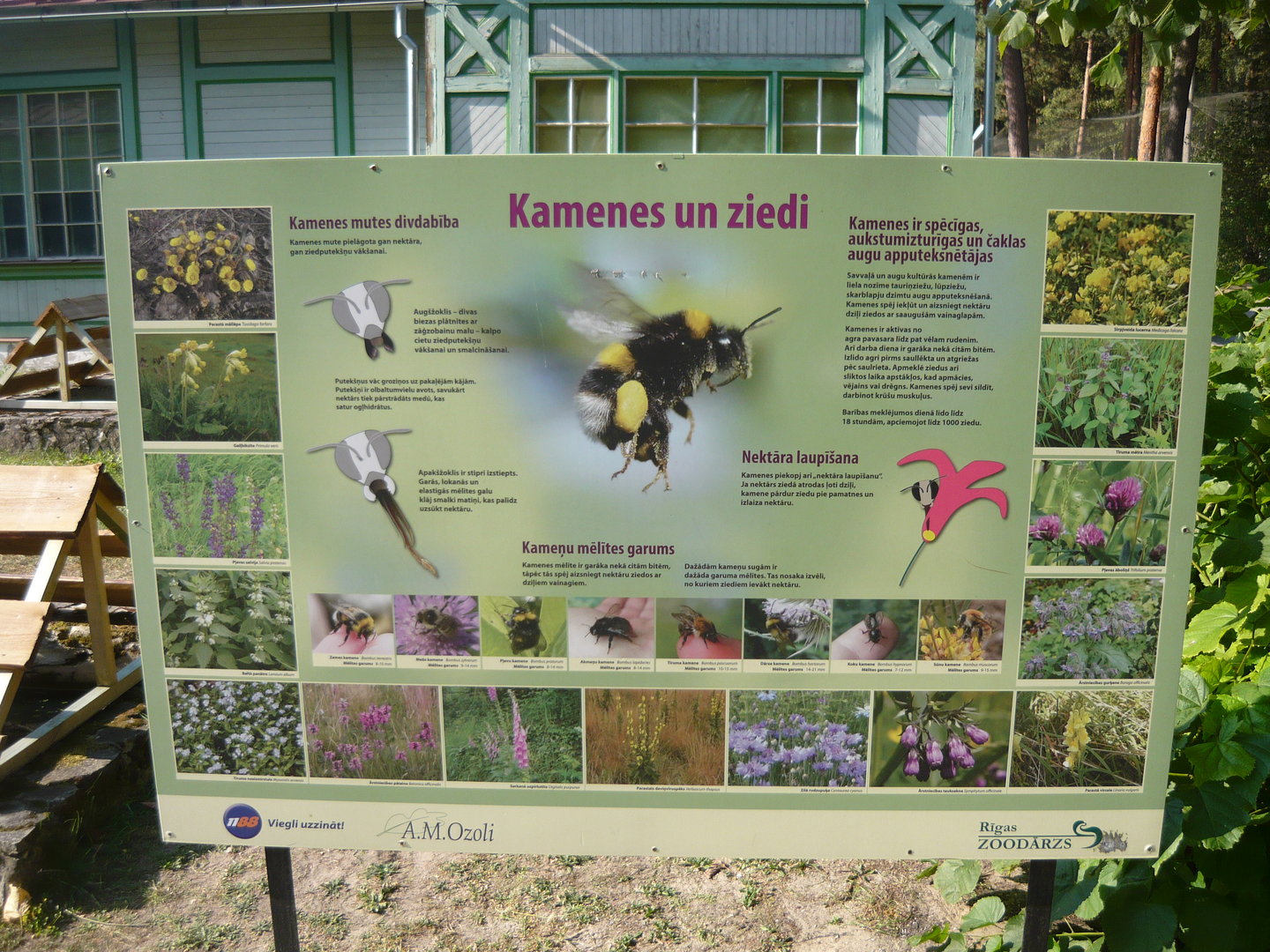 Bumblebee info board