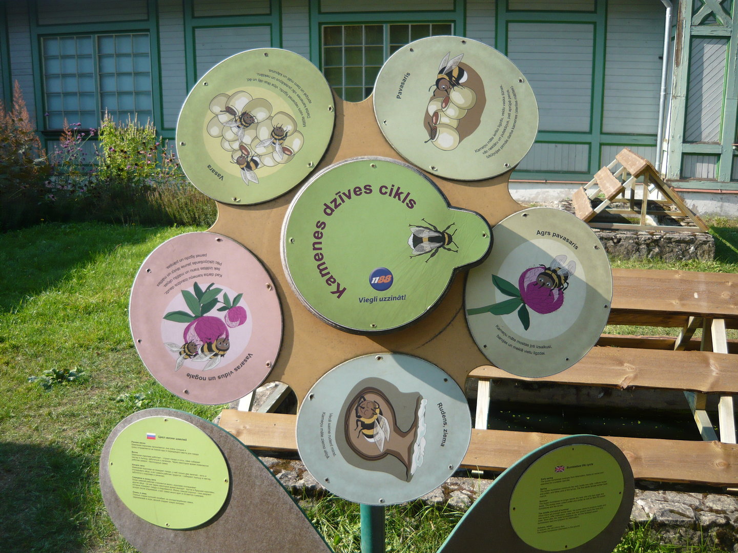 Bumblebee life cycle