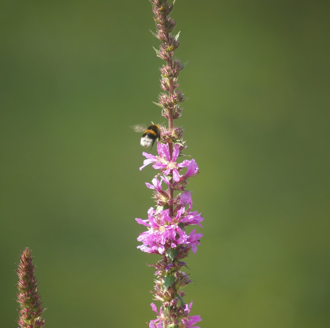 Bumblebee on Purple loosestrife (Lythrum salicaria) flowers, 2007-07-15
