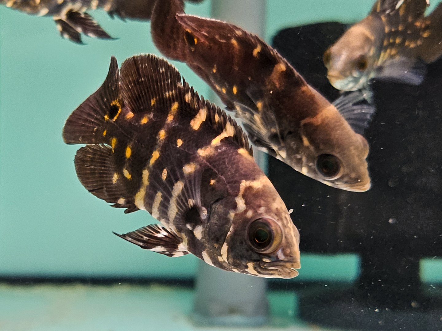 Bumblebee Oscar (Astronotus crassipinnis)