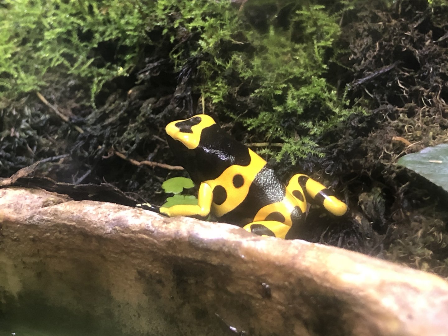 Bumblebee poison dart frog (Arcata Pet Supply)