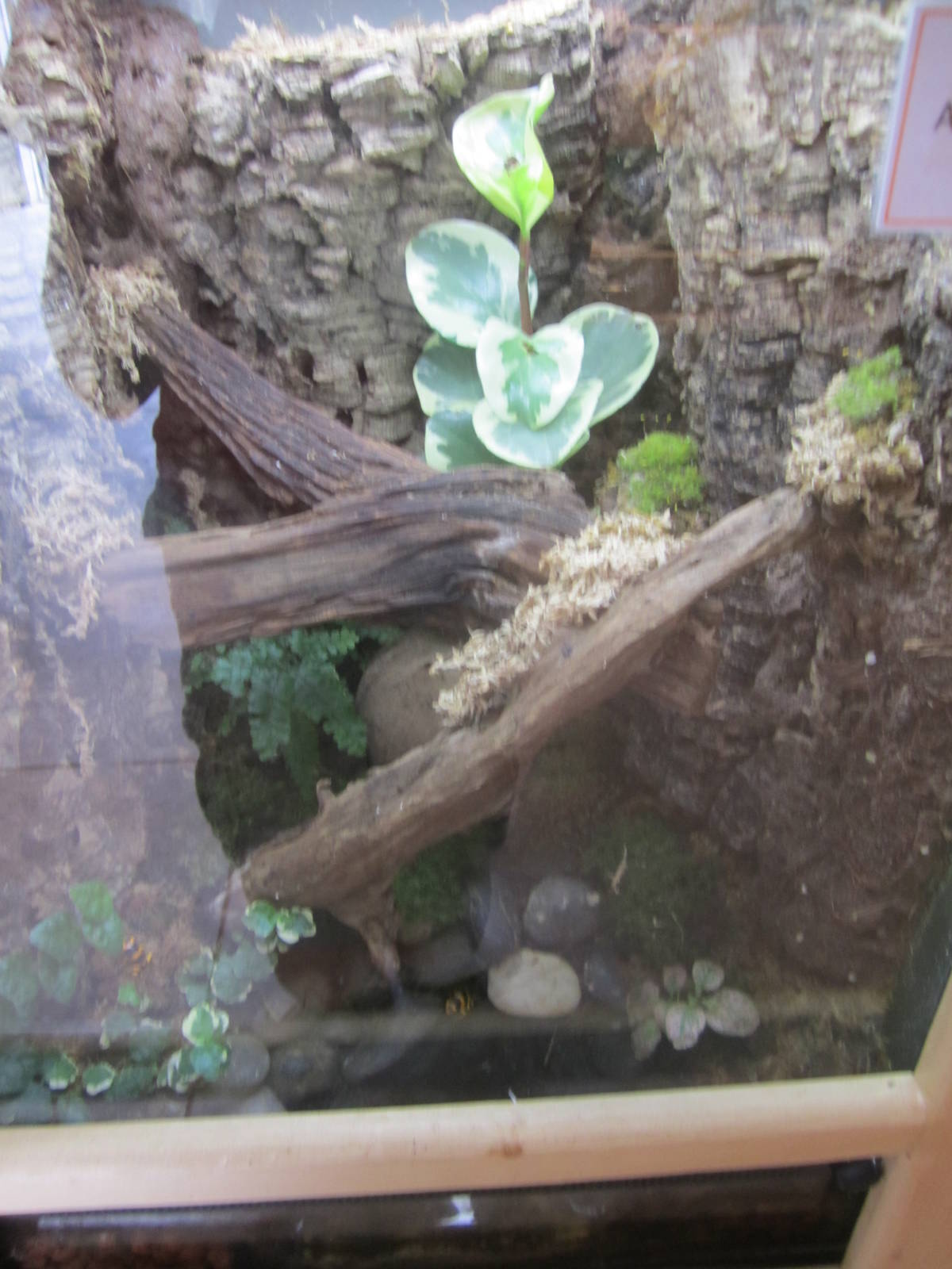 Bumblebee Poison Dart Frog Exhibit