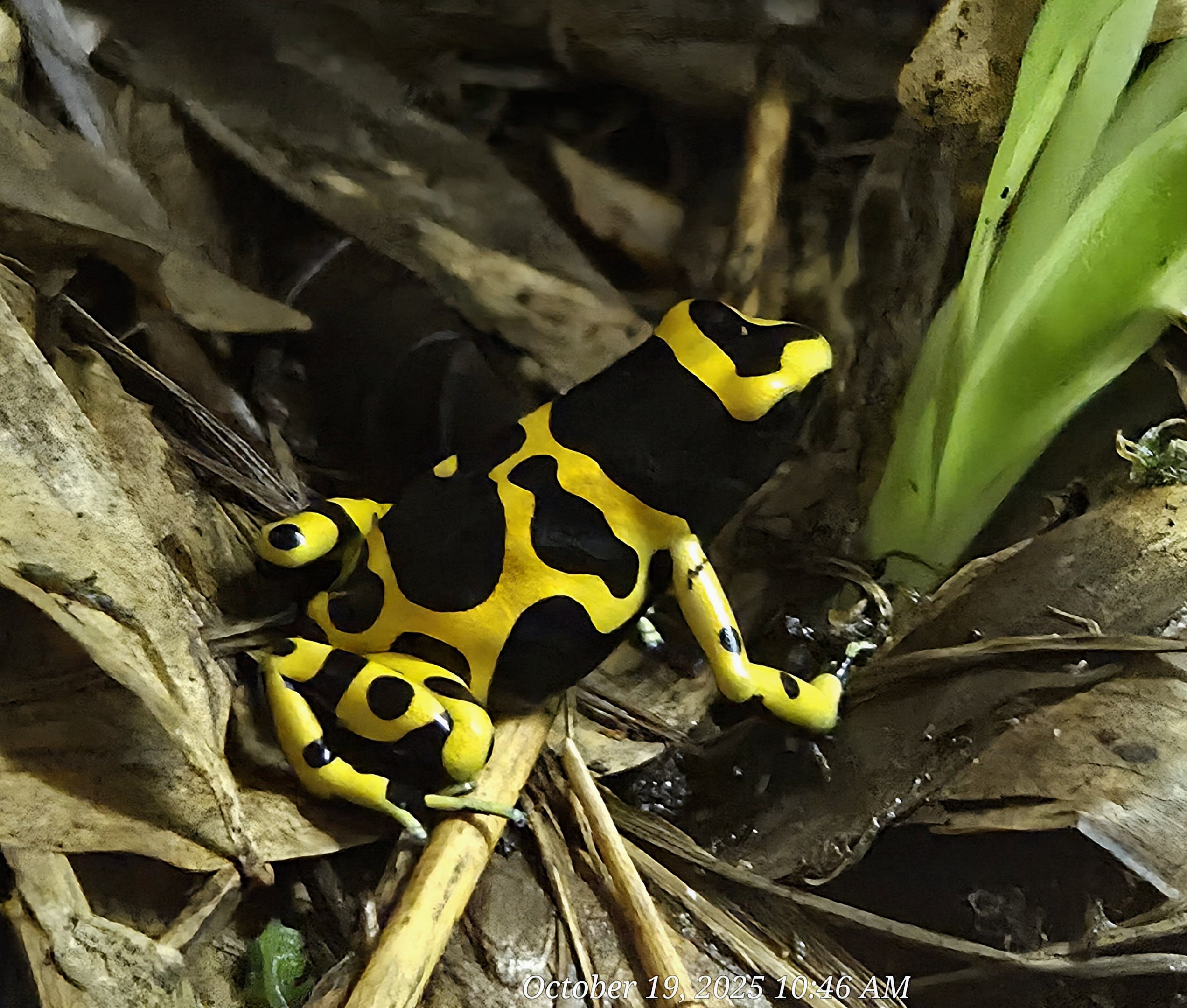 Bumblebee Poison Dart Frog - Rainforest Adventures
