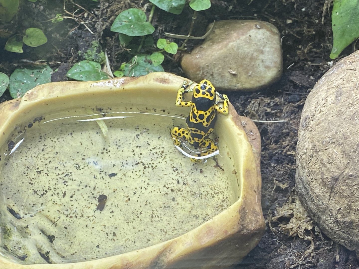 Bumblebee poison dart frog