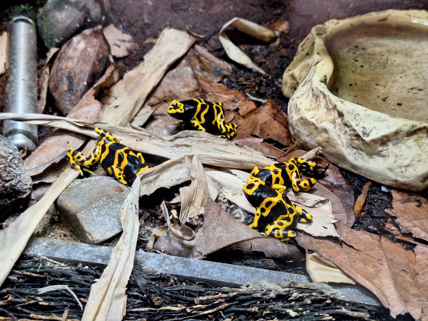 Bumblebee Poison Dart Frogs