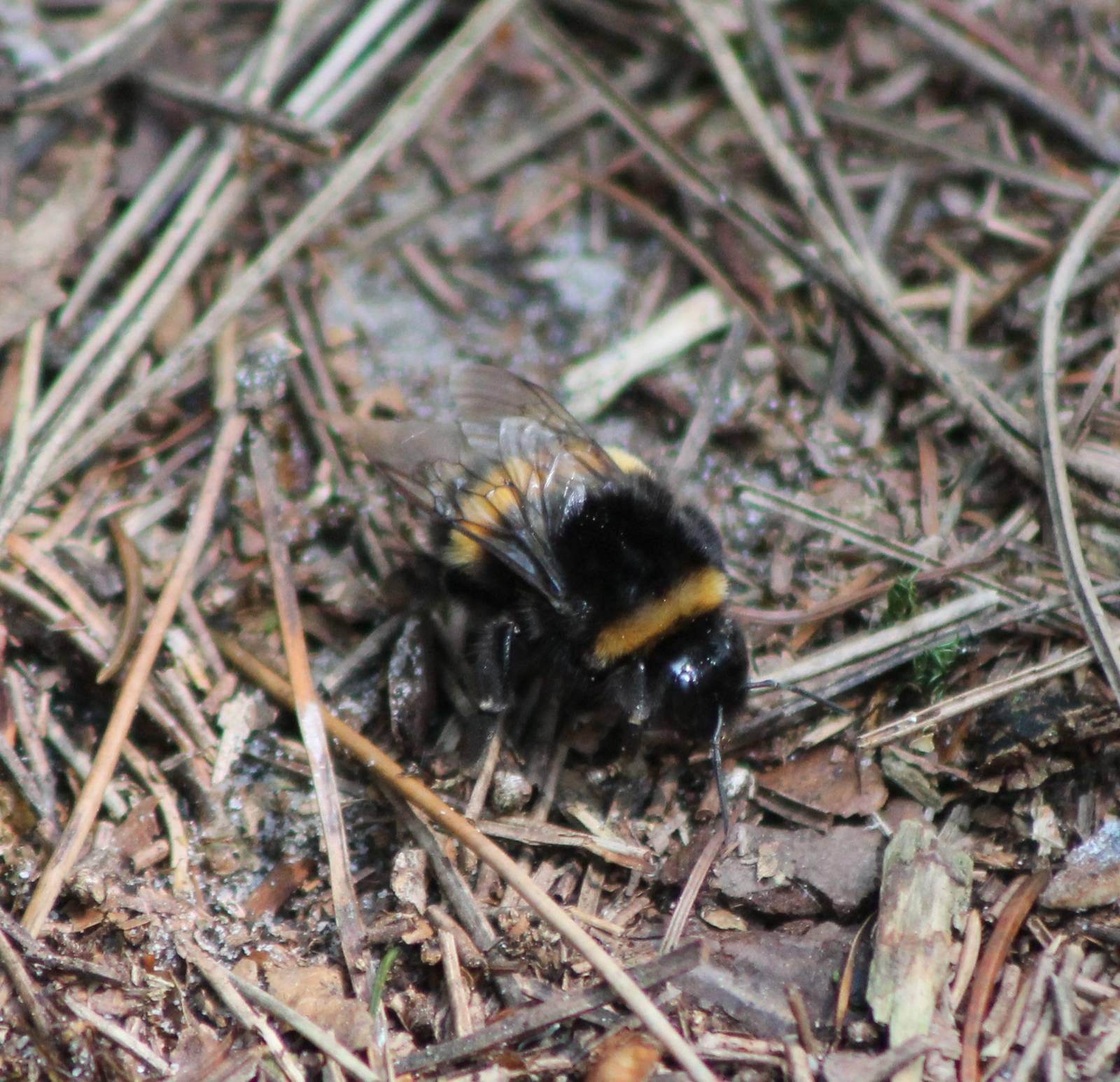 Bumblebee species