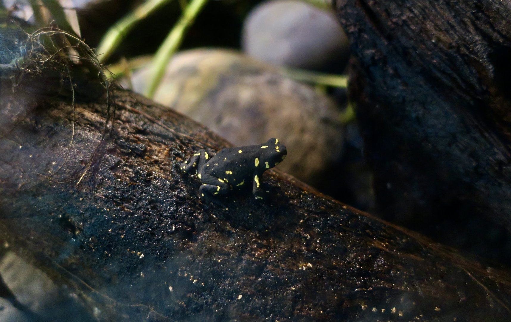 Bumblebee Toad (Melanophryniscus klappenbachi)