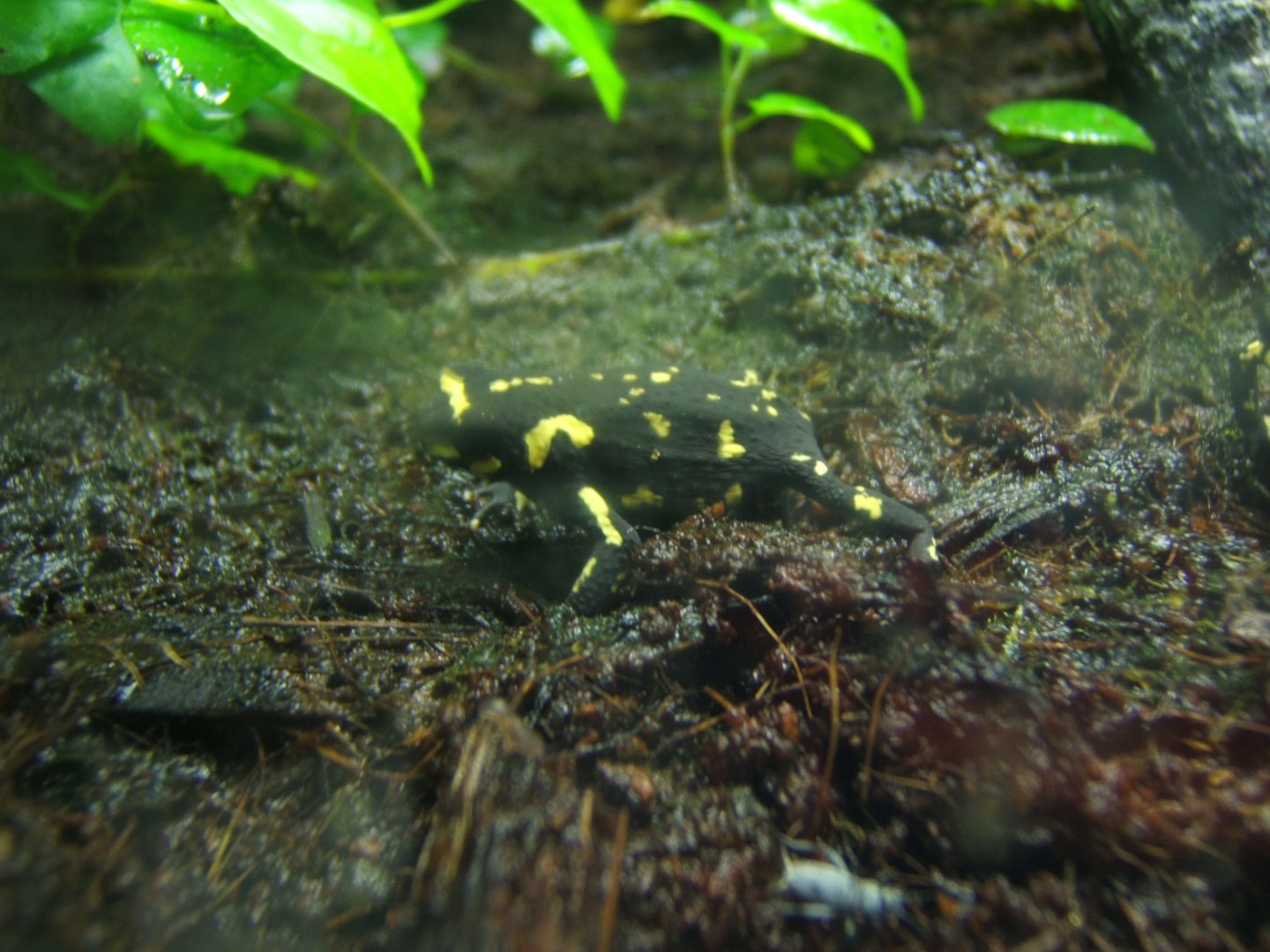 Bumblebee Toad (Melanophryniscus stelzneri) 04/04/2019
