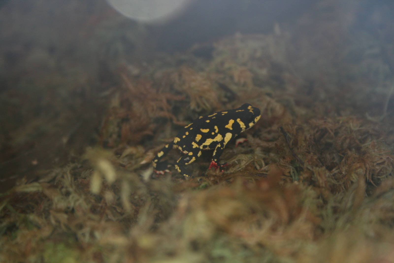 Bumblebee toad?