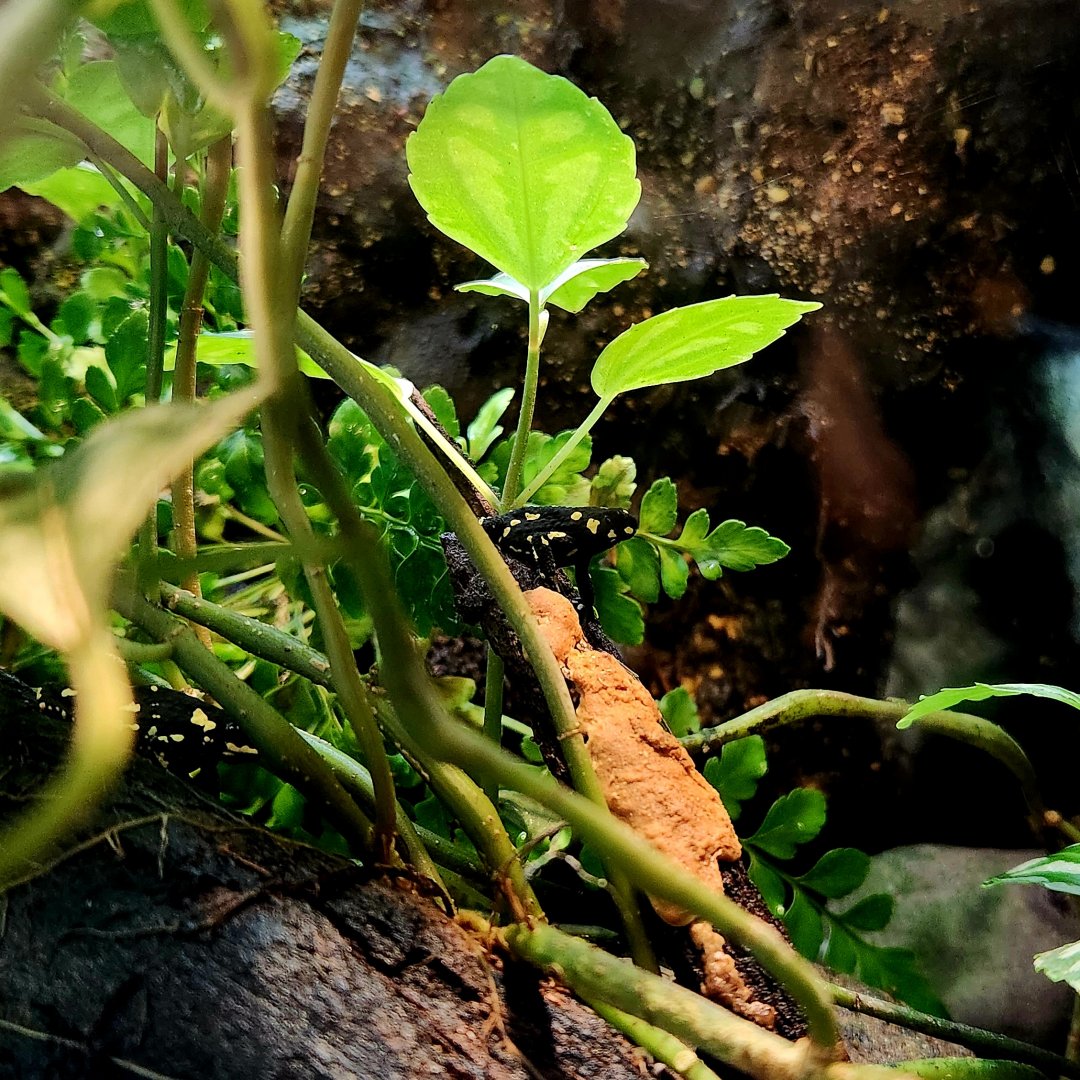 Bumblebee Walking Toads (Melanophryniscus stelzneri)