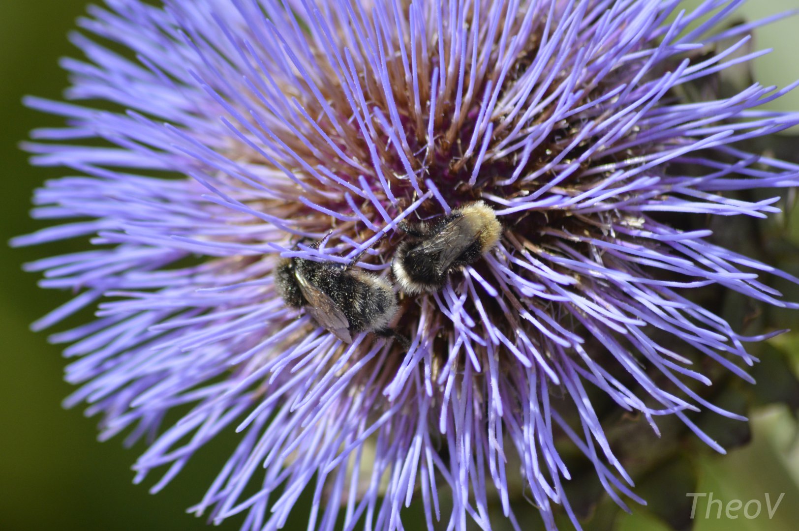 Bumblebees on an artichoke [2019]