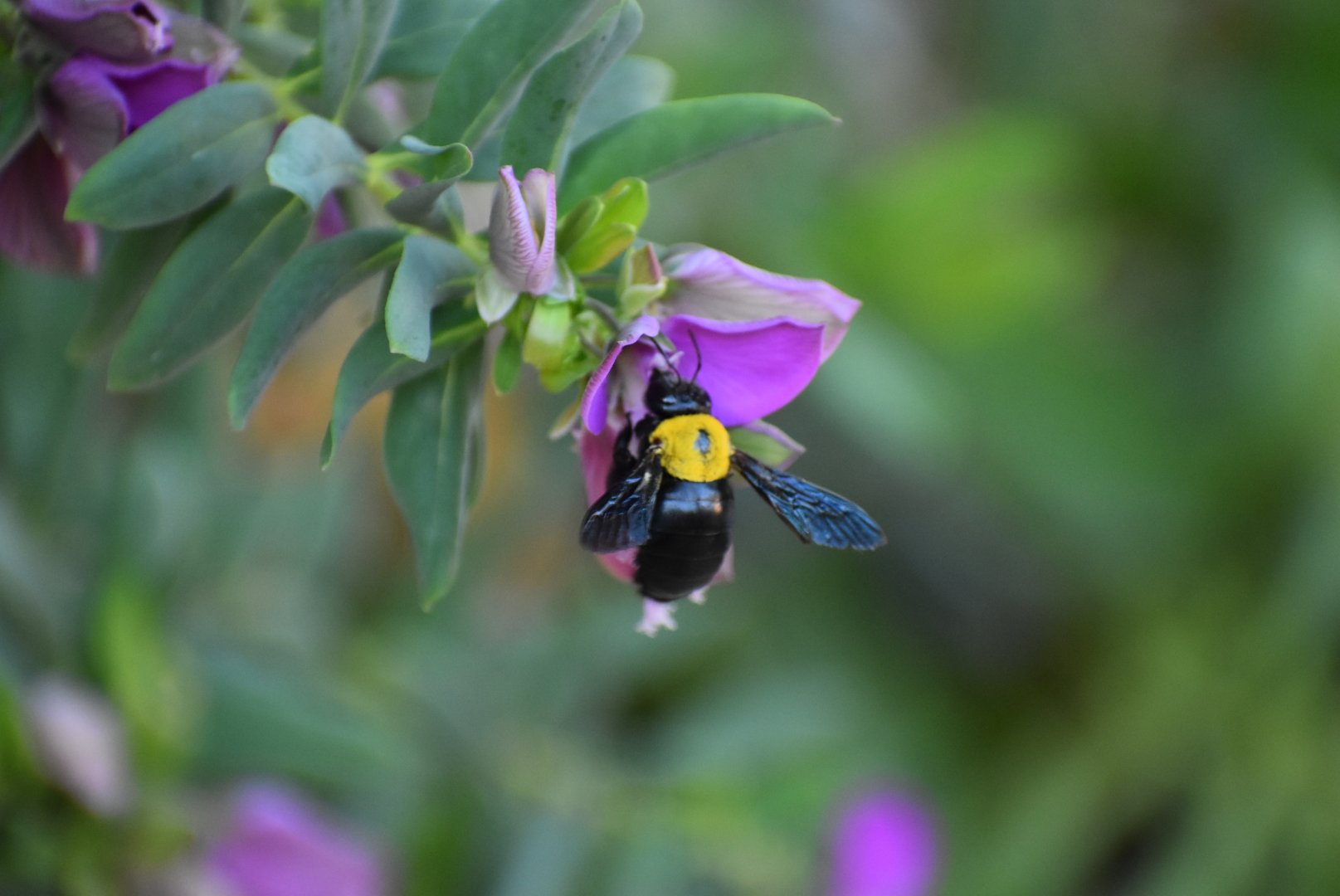Bumblee Identification - (Tioute, Morocco)